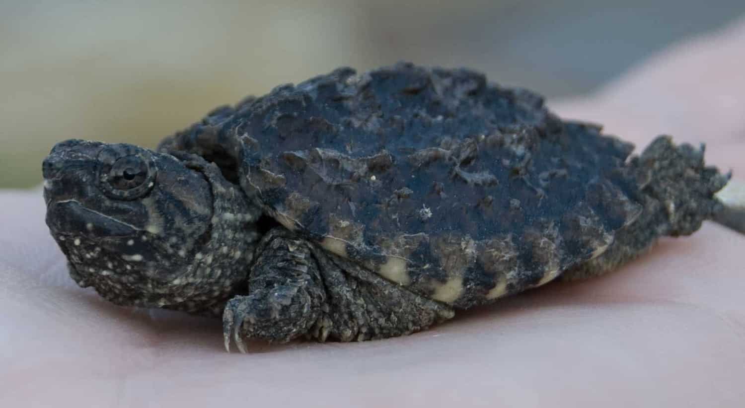 Baby Alligator Snapping Turtle For Sale Online