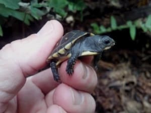 turtles that stay tiny