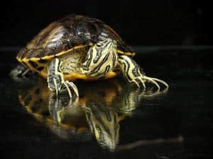 freshwater turtle