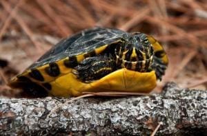 freshwater turtles