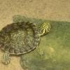 Hieroglyphic river cooter for sale