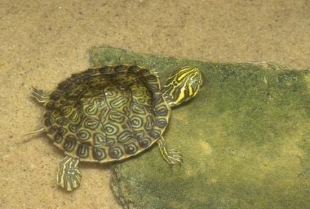 Hieroglyphic river cooter for sale