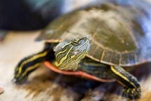 pet turtles for sale near me