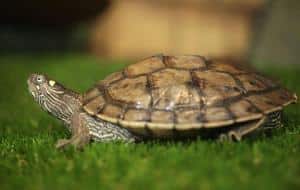 map turtle