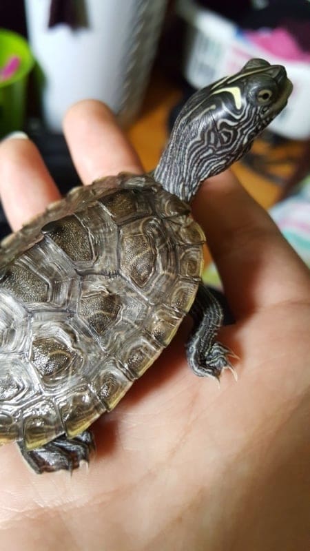 map turtle breeder