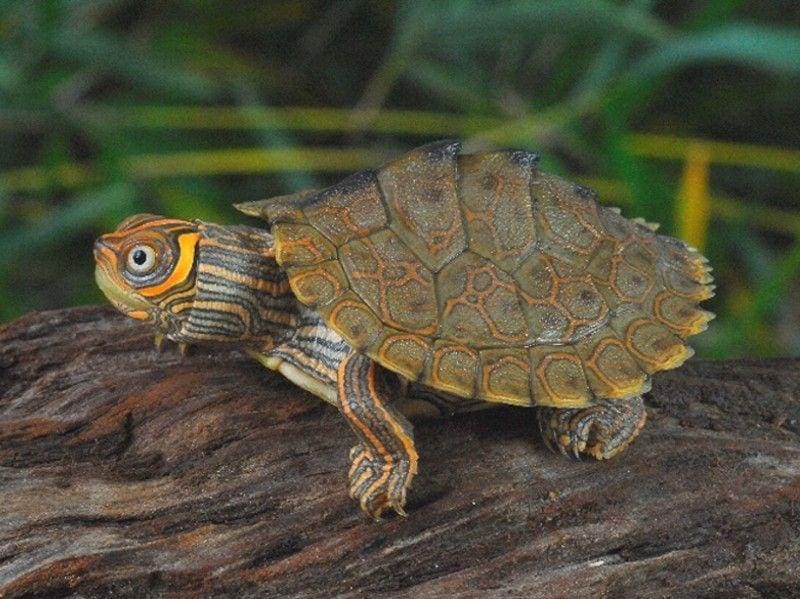 Mississippi Map turtle for sale baby map turtles for sale online where