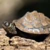 map turtle for sale