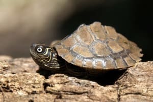 map turtle for sale