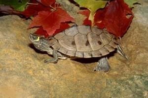 map turtle price