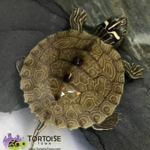 Mississippi Map turtle