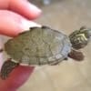 mississippi map turtle for sale