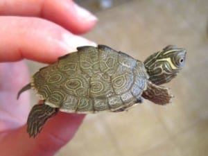 mississippi map turtle for sale