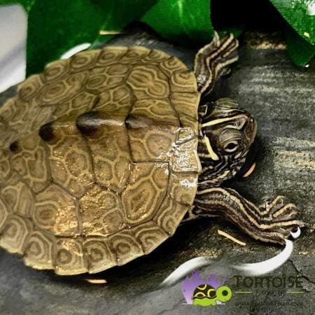 Mississippi map turtle for sale