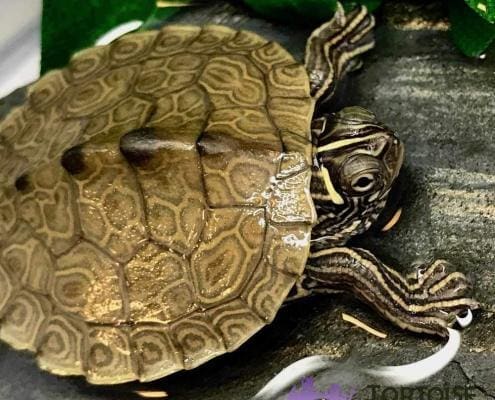 Mississippi map turtle for sale