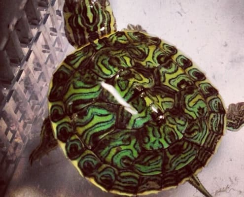 Mississippi Map Turtle for sale