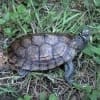 Mississippi map turtle for sale