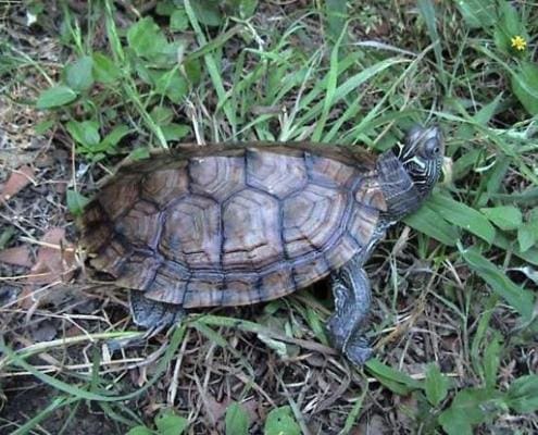 Mississippi map turtle for sale