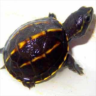 baby mud turtle