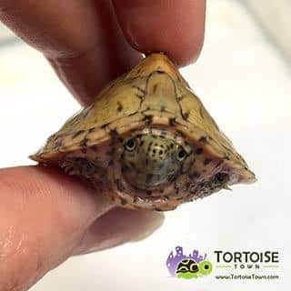 razorback musk turtle