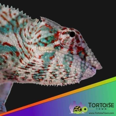 Nosy Faly panther chameleon