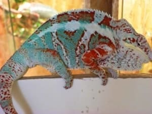 Nosy Faly Panther Chameleons for sale