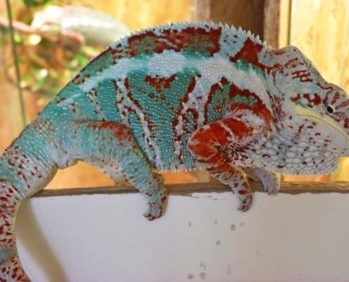 Nosy Faly Panther Chameleons for sale