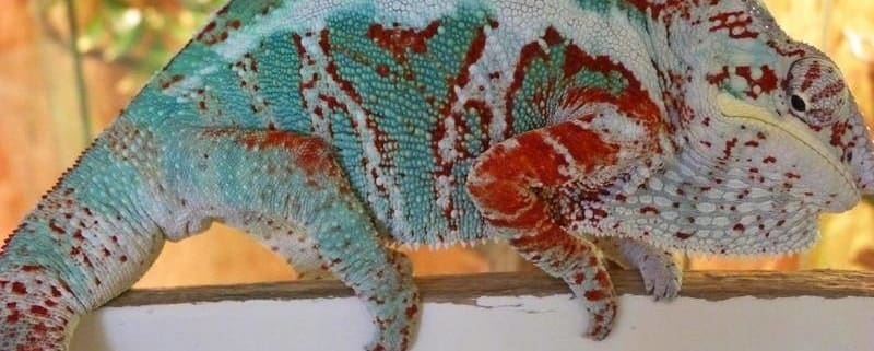 Nosy Faly Panther Chameleons for sale