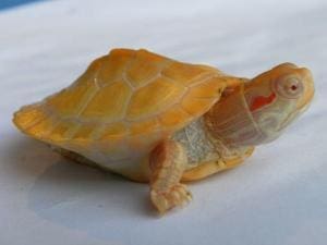 albino turtle