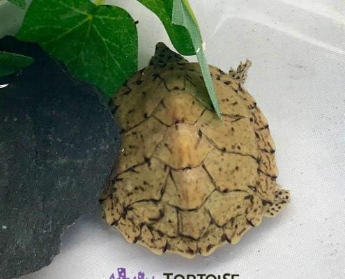 razor back musk turtle