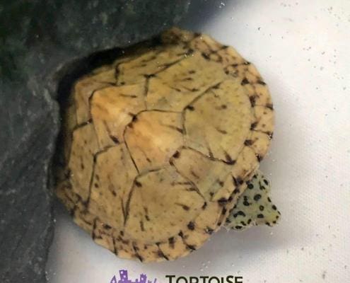 Razorback musk turtle