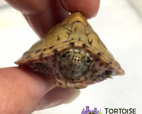 Razorback musk turtle for sale