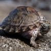 razorback musk turtle for sale