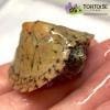 Razorback musk turtle for sale