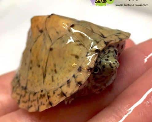 Razorback musk turtle for sale