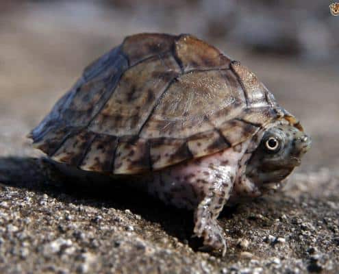 razorback musk turtle for sale