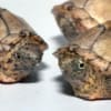 razorback musk turtles for sale