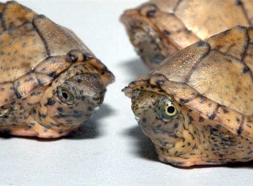 razorback musk turtles for sale