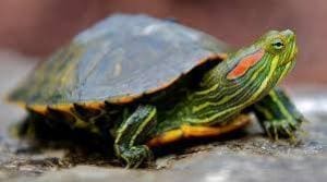 red ear slider