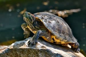 red ear slider turtle for sale