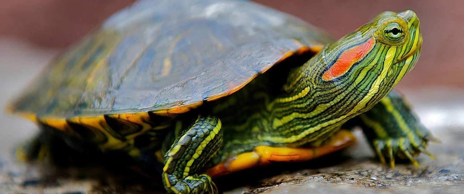 red ear slider turtle for sale