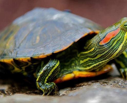 red ear slider turtle for sale