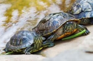 red ear slider turtles for sale