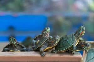 red eared slider babies for sale