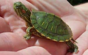 red eared slider turtle