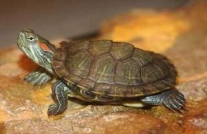 red eared slider turtle for sale