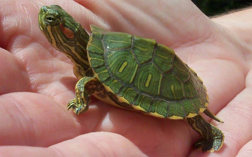 Red Eared Slider Turtle for sale online baby red ear slider turtles