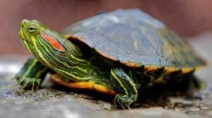 red eared slider turtles for sale