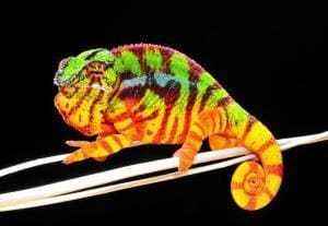 sambava panther chameleon