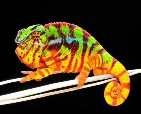 ambilobe chameleon