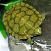 slider turtle for sale cheap